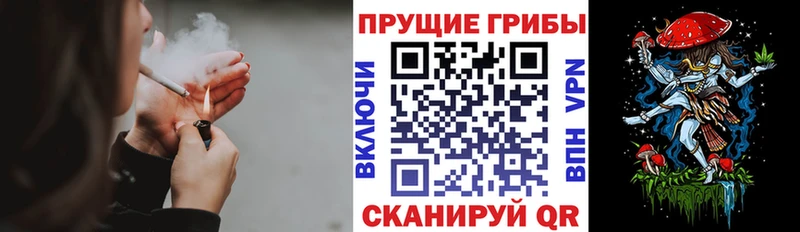Псилоцибиновые грибы Psilocybine cubensis  купить наркоту  Новоузенск 